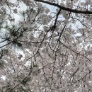 하나 숲 관광농원 | [경남 밀양 캠핑 추천] 밀양 은하수캠핑관광농원 완전정복 — 위치·사이트·봄 벚꽃 명당까지