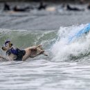 (주)견공 이미지