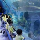 아쿠아리움 이미지