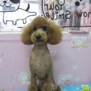 복슬 강아지미용실 이미지