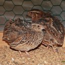 신도펜션 이미지