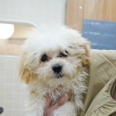 러브썸그루밍샵 이미지