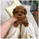 마마스미독 강아지분양 인천점 이미지