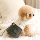 어도러블독 이미지