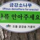 금강소나무생태경영림 Daum카페