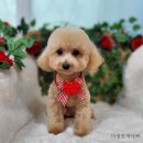 다정한 개아빠 이미지
