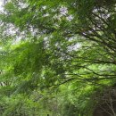 대전 계족산 황토길 황톳길 산책 러닝코스 13.7km 코스, 주차, 후기