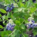 산막골농장 이미지