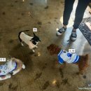 도도스푼 이미지