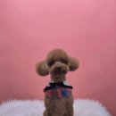 애견미용실 이미지