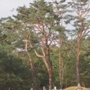 思陵사릉 단종의 부인 정순왕후송씨 이미지