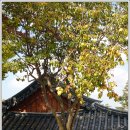 감사나무 이미지