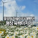 평창 육백마지기 샤스타데이지 | 몇 년을 별렀던 그곳, 솔직 후기