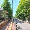서울 용산구 이촌한강공원(대나무숲길) 여행. 이미지