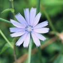 치커리(chicory) | 치커리, 커피가 아닌데 커피같은 너!