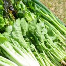 장화농장 이미지