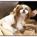 신촌동물병원 이미지