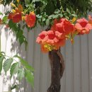 한장미아파트 이미지