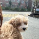 퍼그몽 이미지