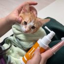 캣플라워 | 고양이뿌리는치약으로 시작한 양치 교육, 캣디피 덴탈 스프레이, 손가락 칫솔 사용 후기