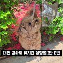 소망유치원 | 대전 강아지 유치원 추천 소심한 극I형 소형견의 '같이할개' 솔직 체험기