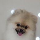 주민이네 복실강아지 네이버블로그