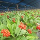 부식농장 이미지