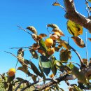 영우농원 이미지