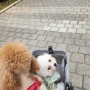 인천강아지분양 판도라독 가정분양 | 인천강아지분양 판도라독 가정분양, 첫 만남 그리고 이별까지