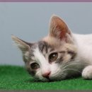 동물병원 공감 이미지