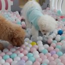 놀러왕왕왕 이미지