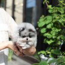 프리미엄 켄넬 이미지