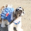 맘마미아 독 이미지