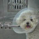 미니주동물병원 | 울산 댕댕이🐶 미니비숑 십자인대수술 이승진동물병원 후기