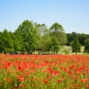 수원-0444 이미지