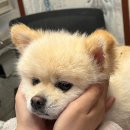 쿨펫 양·한방 동물병원 이미지