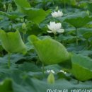 가람 태양광발전소 이미지