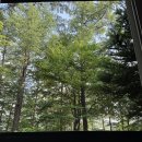 산음자연휴양림 | 홍천 산음자연휴양림 숙박 &amp; 홍시 맛집 방문 후기