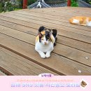 고양이나라 | 남해여행 필수코스, SNS 핫플 남해보리암 솔직후기(고양이들)