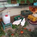 꼬꼬닭하우스 이미지