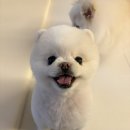 미용할개 | “뽀르몽 애견미용” 가격저렴한 포메 곰돌이컷 가위...천안 불당동 쉬다가개 미용실 강아지 시간제...