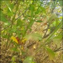 질경이농장 | 발가락 골절 수술 빠르게 회복하는 방법