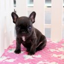 착한애견분양강아지 수원광교본점 이미지