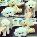 오즈동물병원 이미지