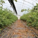 고고농장2 이미지