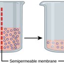 삼투현상과 긴장성 Osmosis and tonicity 이미지