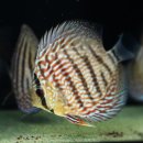 엘리스강 이미지