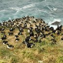 ﻿New Zealand Sub-Antarctic Islands 이미지