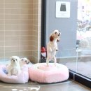 21세기 동물병원 이미지