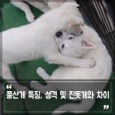 진도견나라 이미지